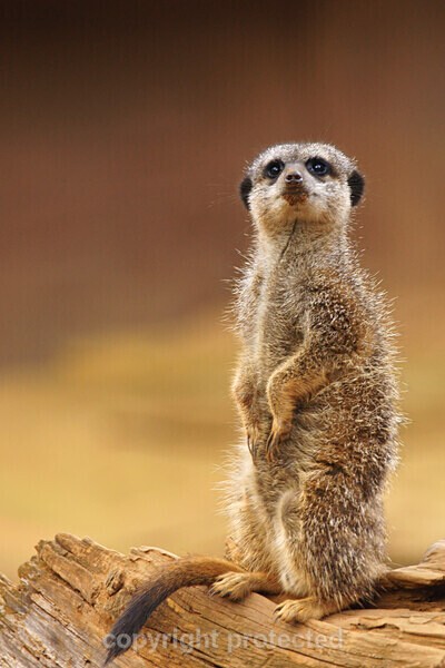 Meerkat - African Wildlife