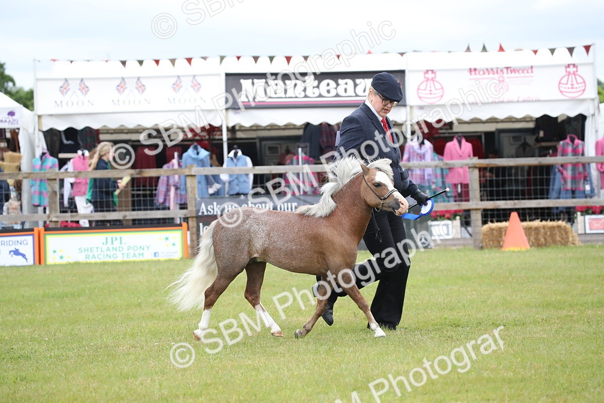 SBM_03851 - Class 23-25 - British Miniature Horse of the Year