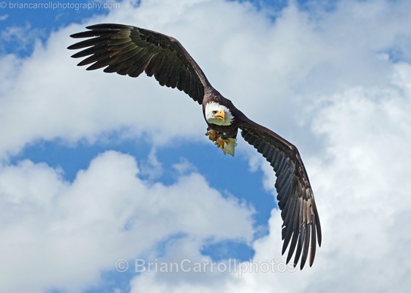 American Bald Eagle - Wildlife