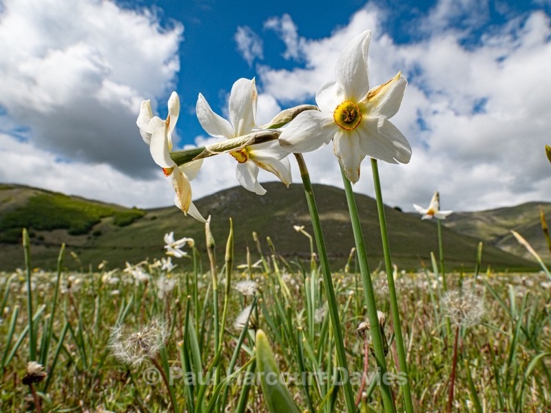 Poet's Narcissus (Narcissus poeticus) on the Piano Grande - Flowers in the Landscape - 2