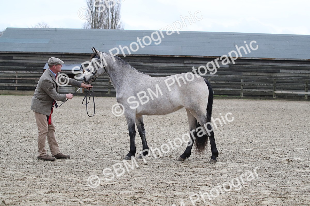SBM_004004 - Class 1-4 - Young Stock classes Inc. In Hand Championship