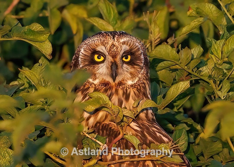 Short-eared Owl - Latest Images