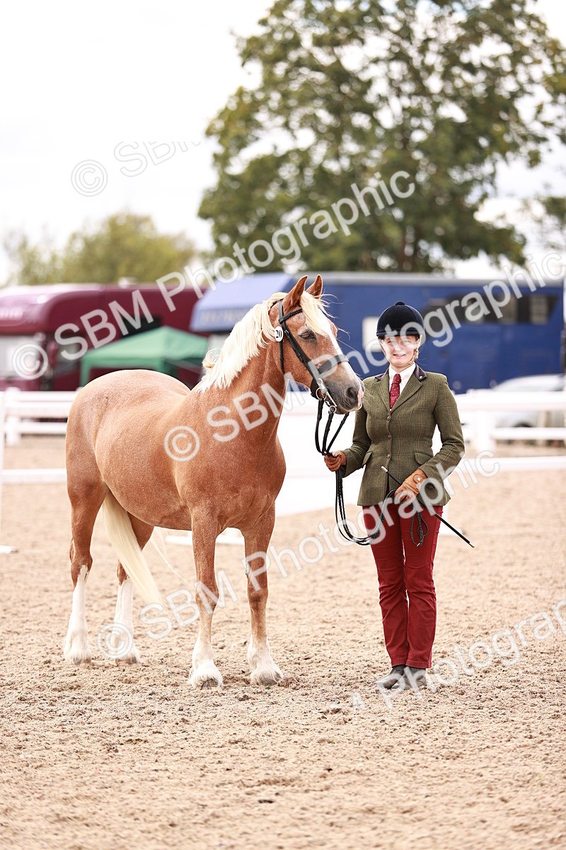 SBM_16340 - Class 413 - Best Condition - Adult