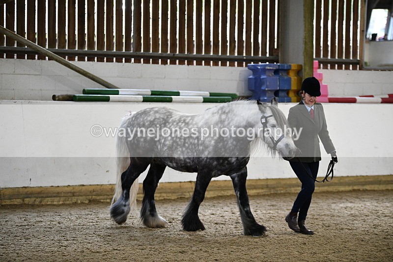 WJ5_4301 - Class 6 In hand M&M - Large Breeds