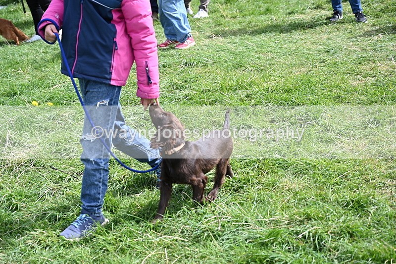 WJ6_8925 - Class 8 Best Working / Gun Dog or Bitch