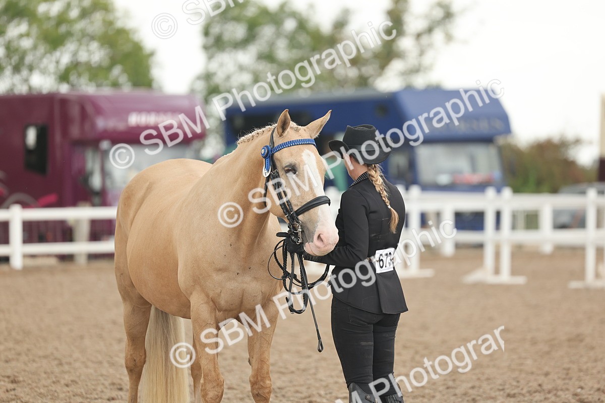 SBM_07691 - Class 26 - IH Foreign Breeds - Part Bred