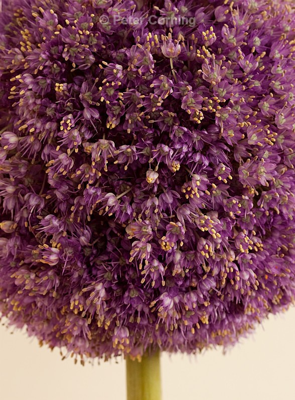 Allium 1 - Flowers