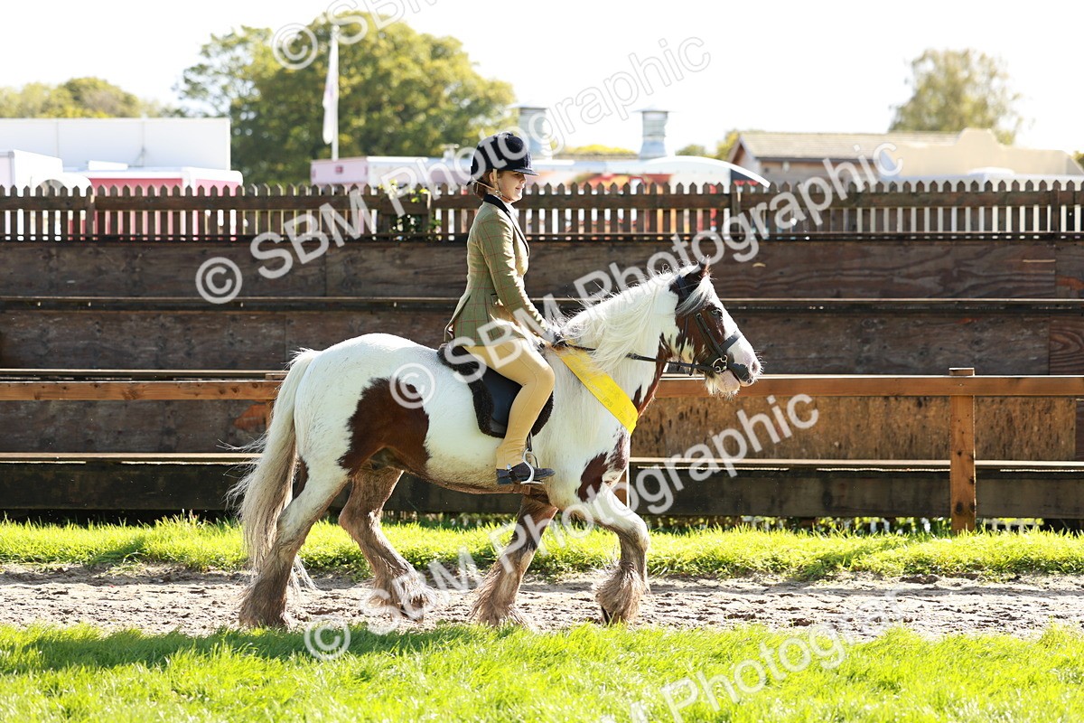 SBM_42141 - S32 - Mountain & Moorland Working Hunter Pony