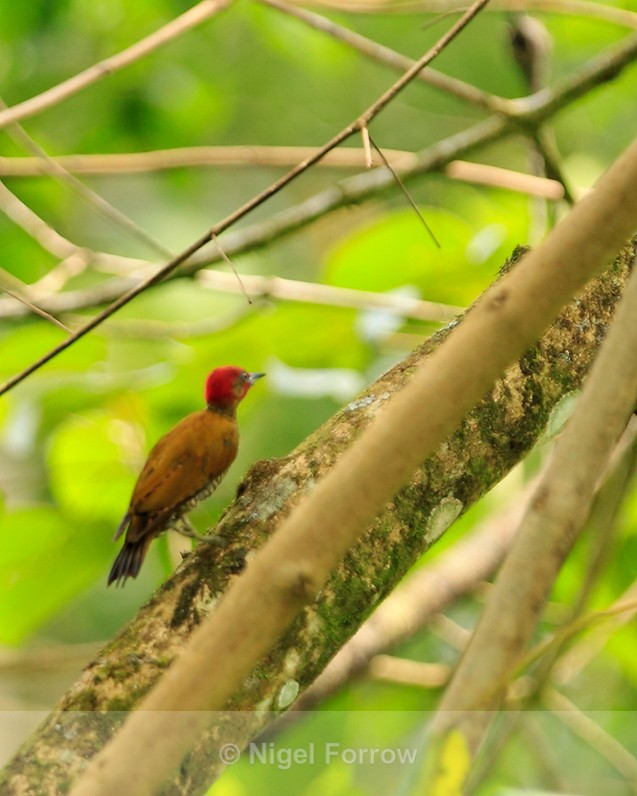 Rufous-winged Woodpecker in the forest at Leaves and Lizards - Rufous-winged Woodpecker