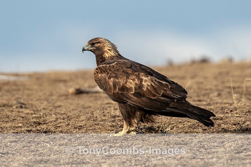 Golden Eagle  1901-18372 - The Mountains