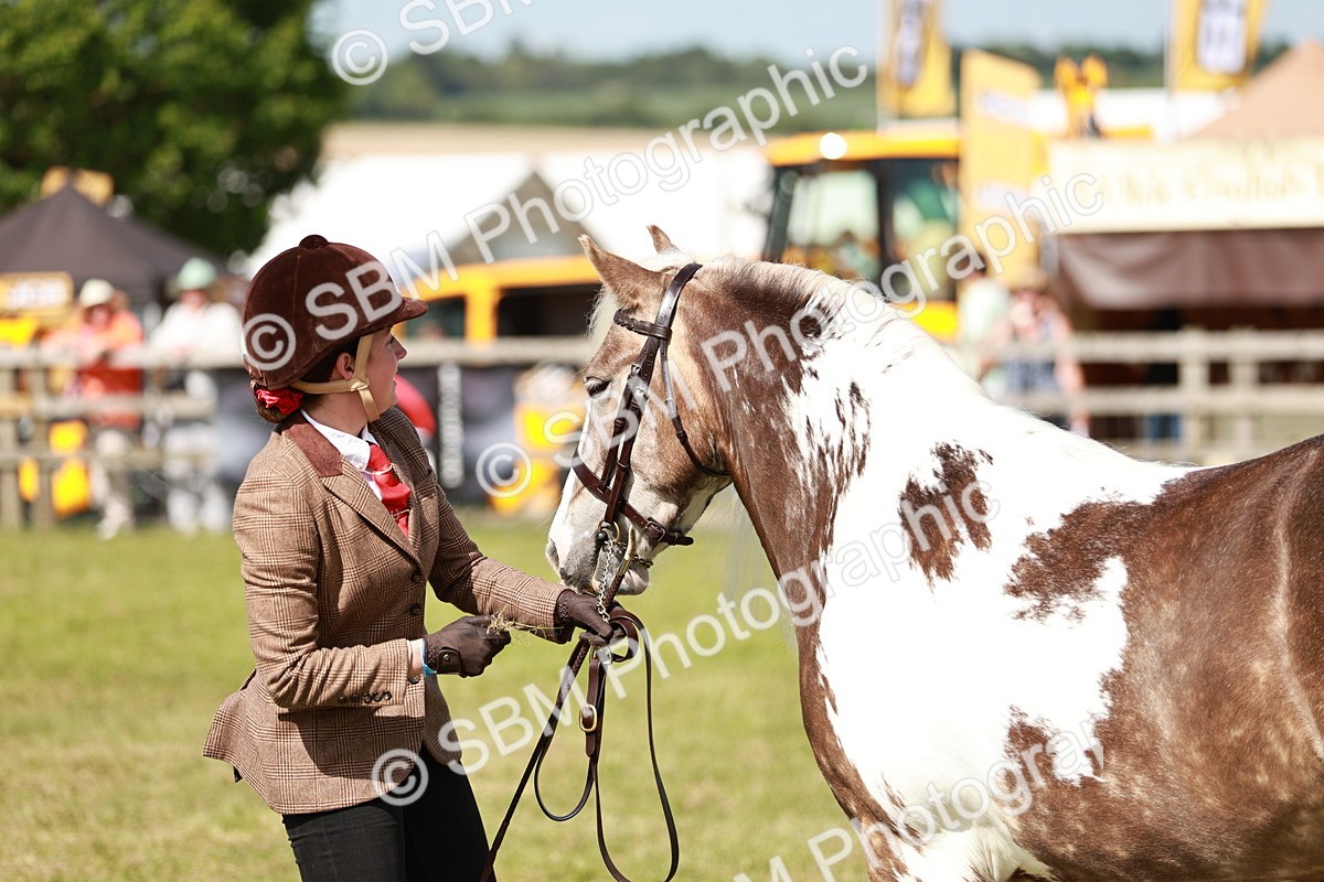 SBM_08836 - Class 63-65 - Traditional Gypsy Cobs In Hand & Ridden
