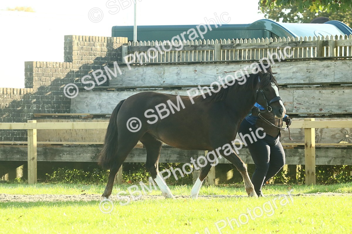 SBM_58553 - S37 - Starters In Hand Showing