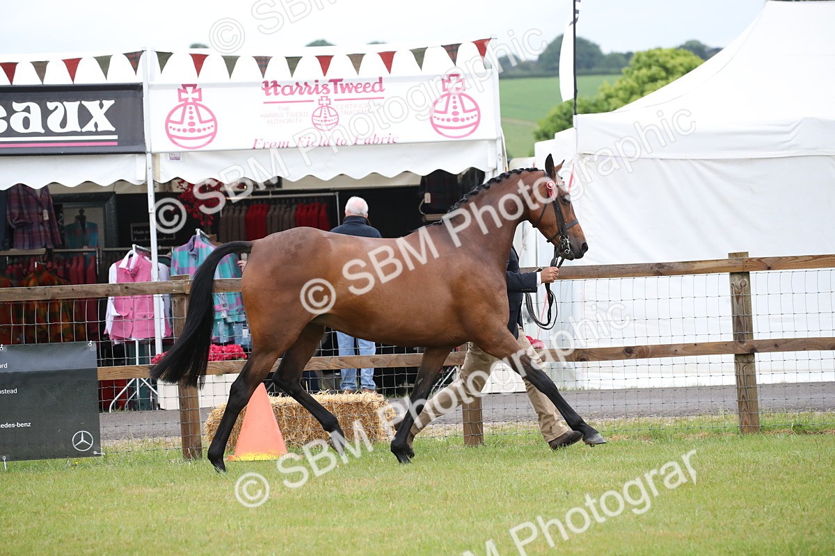 SBM_00129 - Class 17-20 - Arab & Part Bred - Anglo Arab In Hand