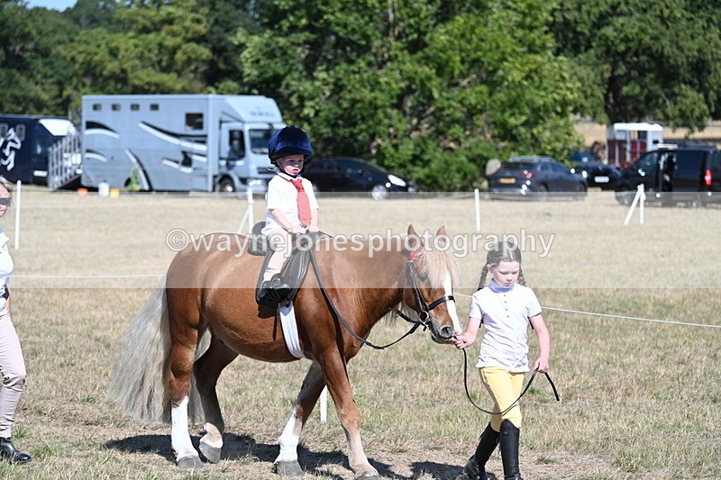 WJ7_1431 - Class 42 Most Handsome Gelding