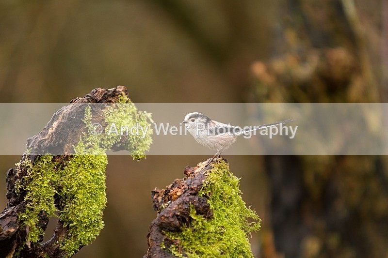 20120218-_MG_8801 - Long-tail Tit