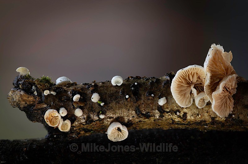 Fungi, Cholmondeley castle - AUTUMN 2025 FUNGI/MUSHROOMS