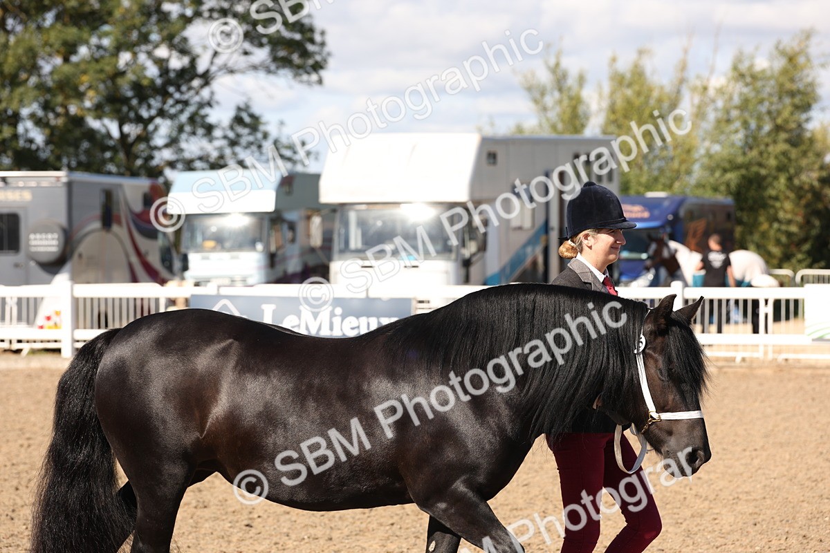 SBM_13858 - Class 205 - IH Show Pony - Show Hunter Pony