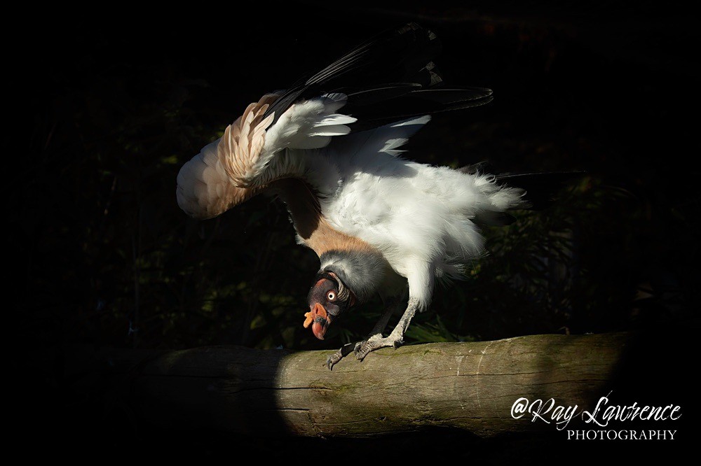 King Vulture -RLP_0948 - Vulnerable and Beyond