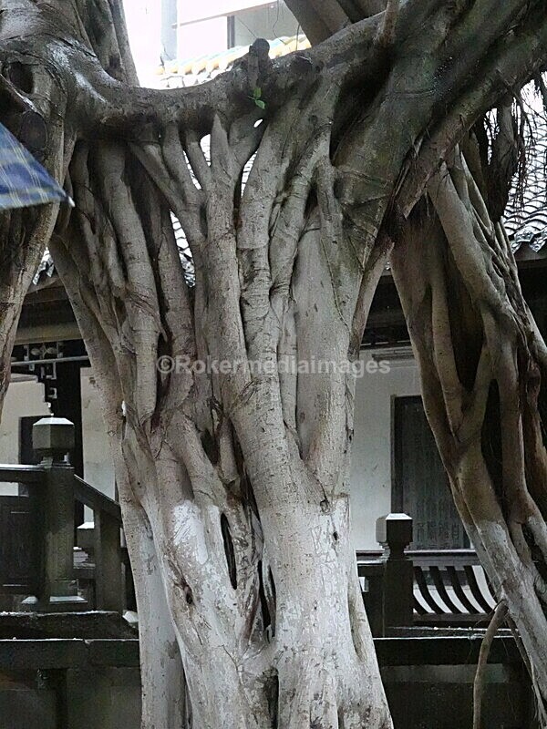 CHINA__0632 - China 2019