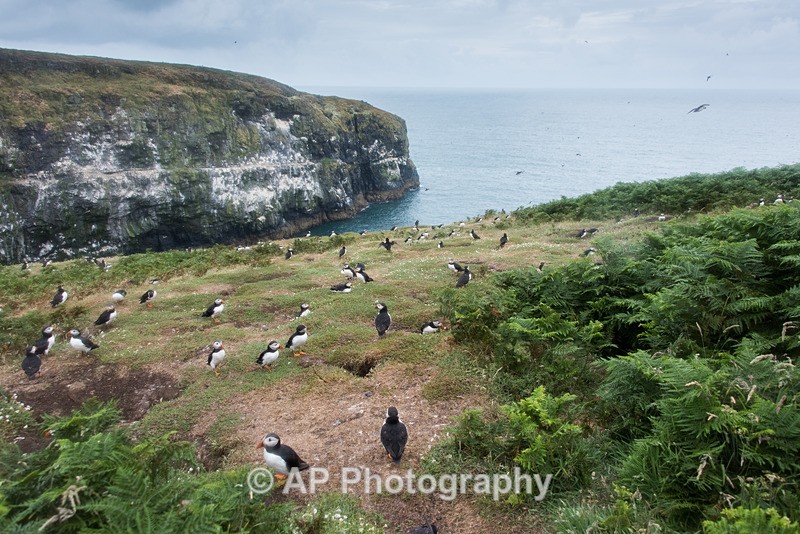 ACP_0196-1 - Puffins on Skomer Island
