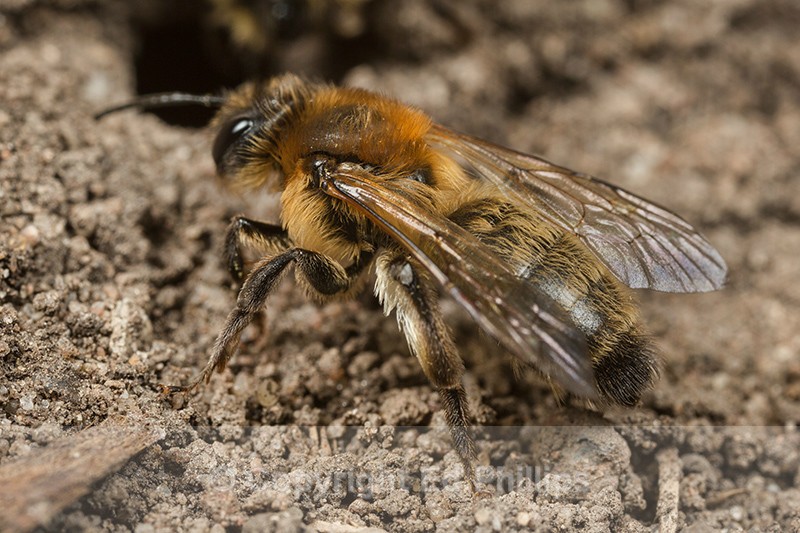 Andrena carantonica (f) - Andrena carantonica