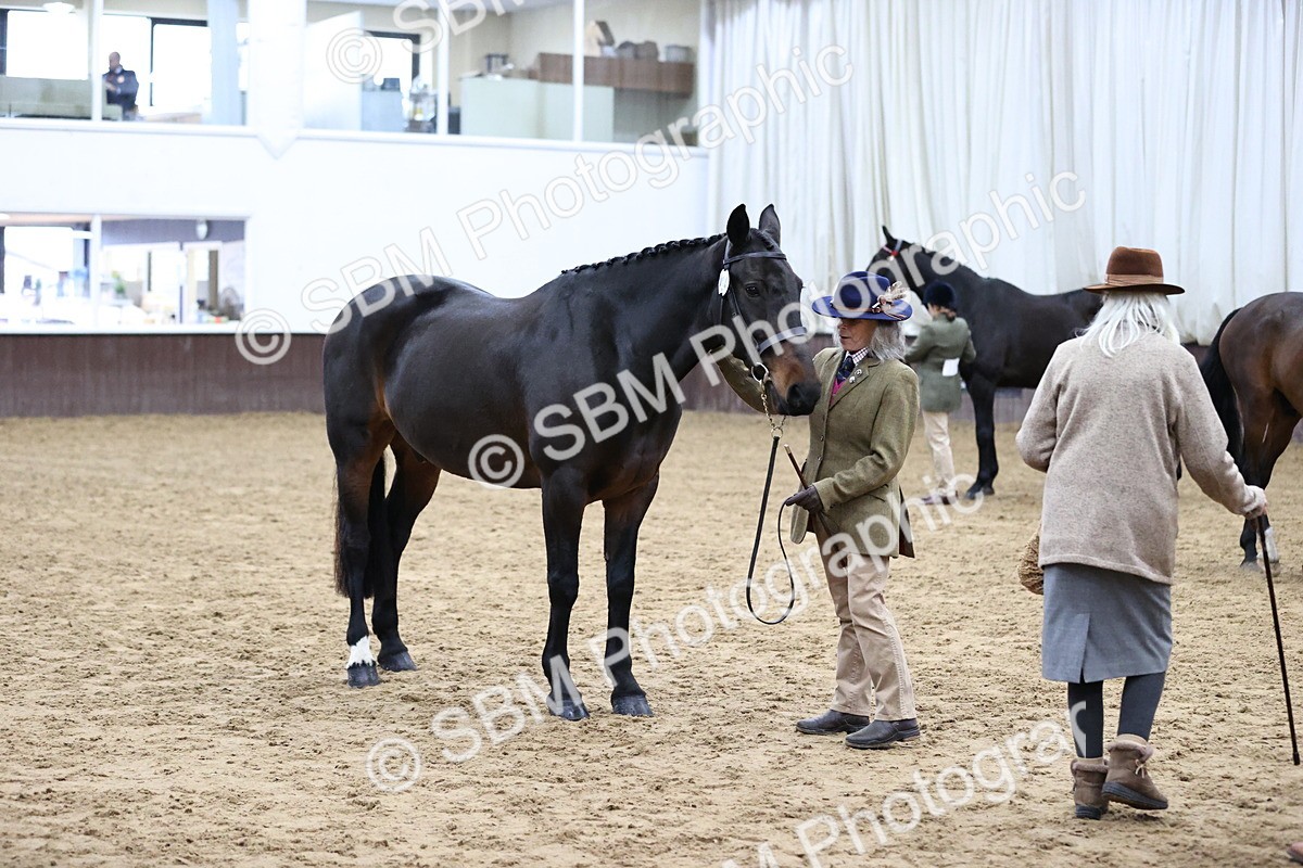 SBM_5746 - Class 3 - BSHA In Hand Show Hunter