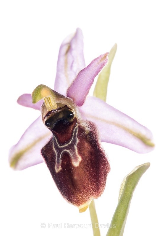  - WB: Orchids - Ophrys