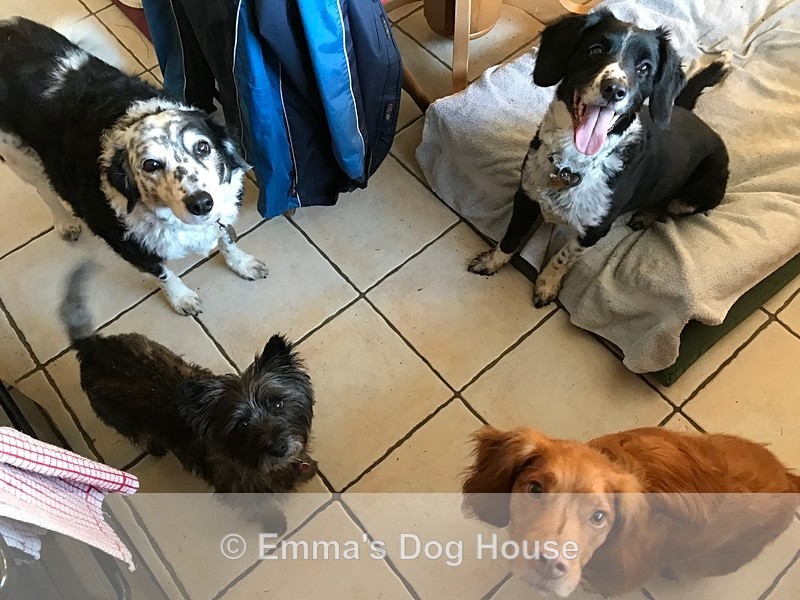  - Dogs