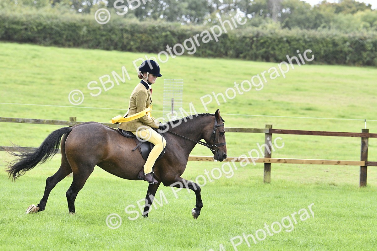 SBM_38312 - S31 - Novice & Newcomer Working Hunter Pony