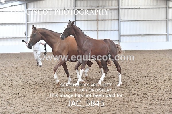 JAC_5845 - 11 Pandora of Westoak