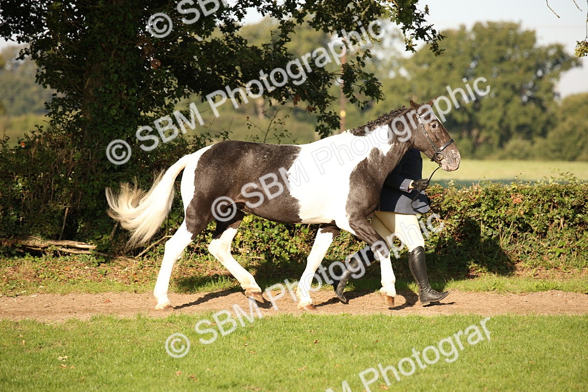 SBM_58678 - S51 - Piebald & Skewbald Horse In Hand