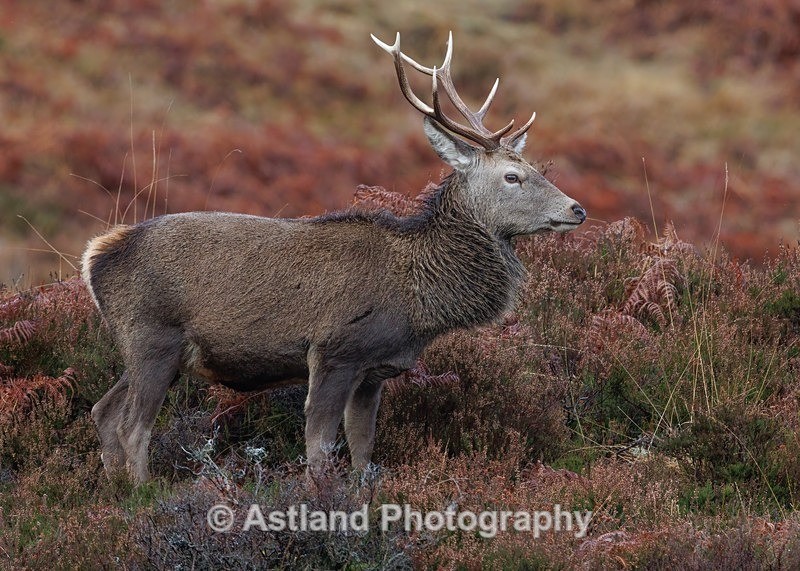 Red Deer - Latest Images