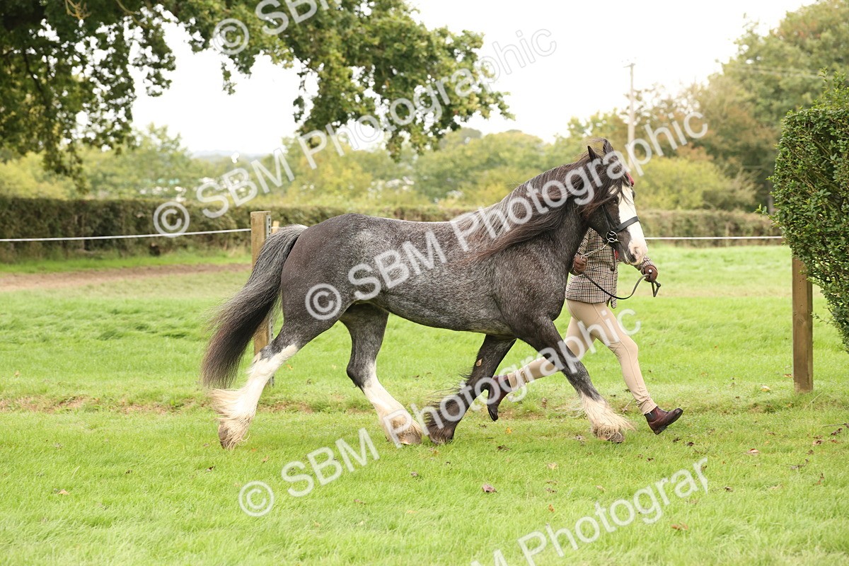 SBM_59255 - S57 - Traditional Cob In Hand