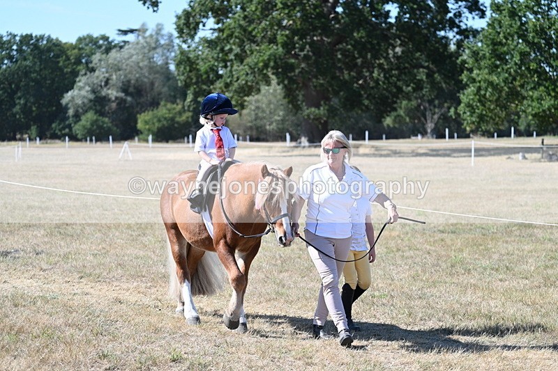 WJ7_1741 - Class 42 Most Handsome Gelding