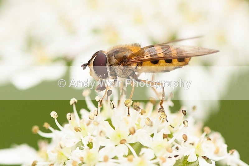 20120812-_MG_9551 - Insects
