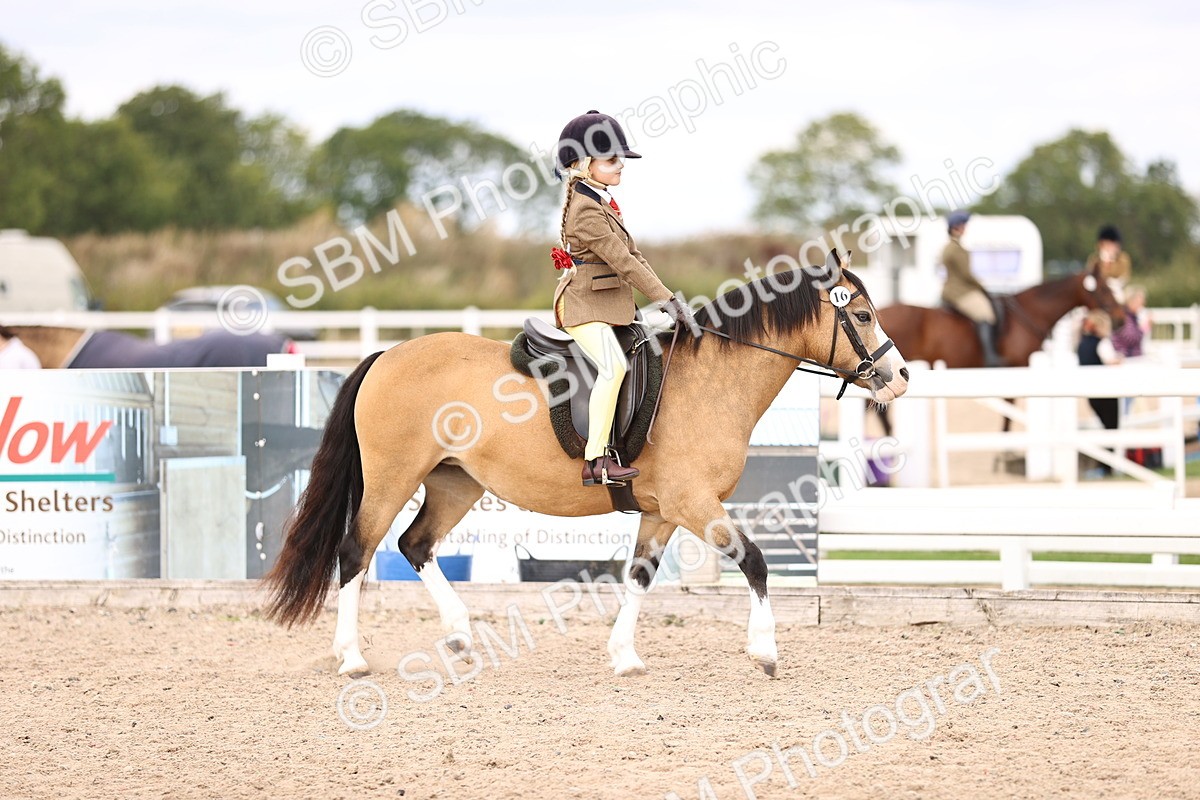 SBM_15936 - Class 416 - Prettiest Mare (IH or Ridden) Jnr