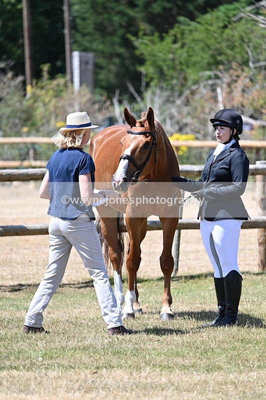 WJ7_2356 - Class 5a Most Handsome Gelding in hand (above 14.2hh)