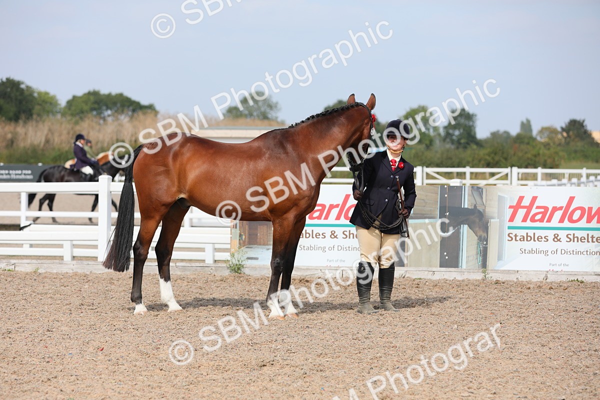 SBM_15732 - Class 312 IH Competition Horse/Pony