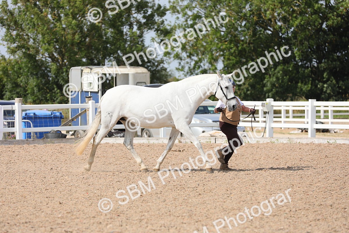 SBM_15720 - Class 312 IH Competition Horse/Pony