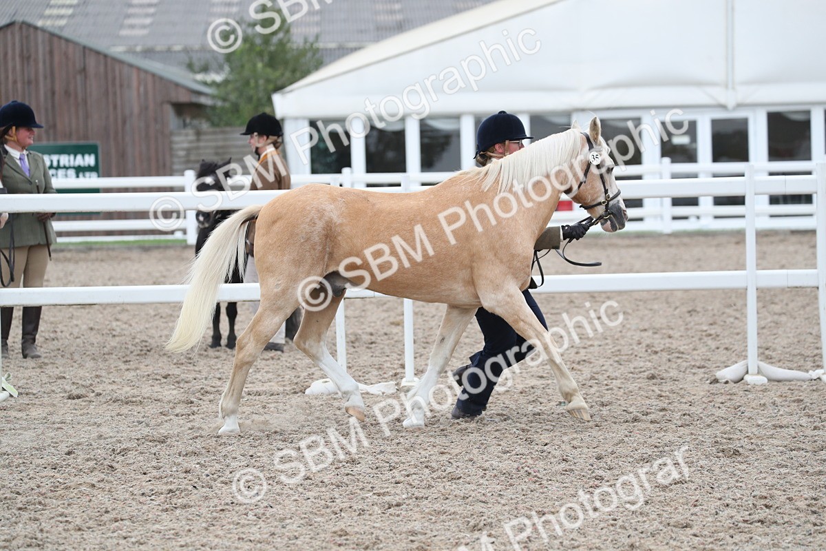 SBM_17881 - Class 317 IH Pure bred Horse/Pony