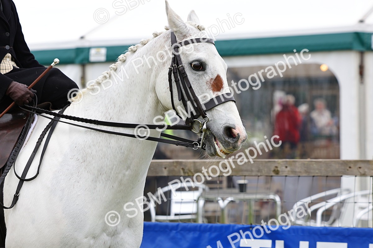 SBM_02918 - Class 9-11 Side Saddle including LIHS Rising Star Ladies Show Horse