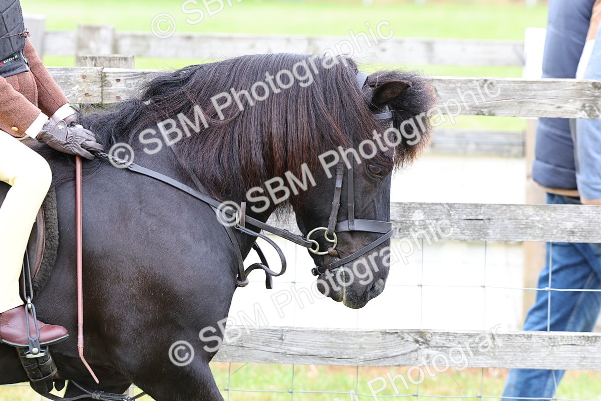 SBM_08428 - Class 42-43 - LIHS BSPS Heritage Working Sports Pony