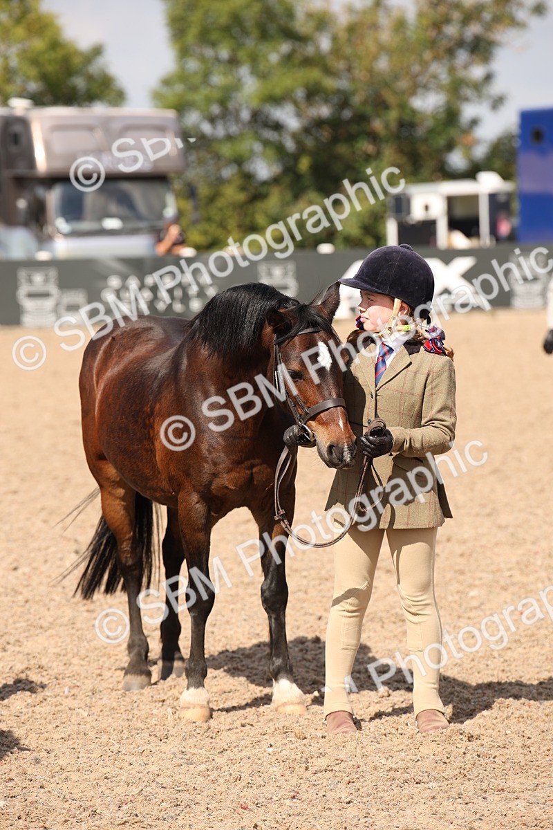 SBM_03426 - Class 18 Handsomest Gelding (IH or Ridden)