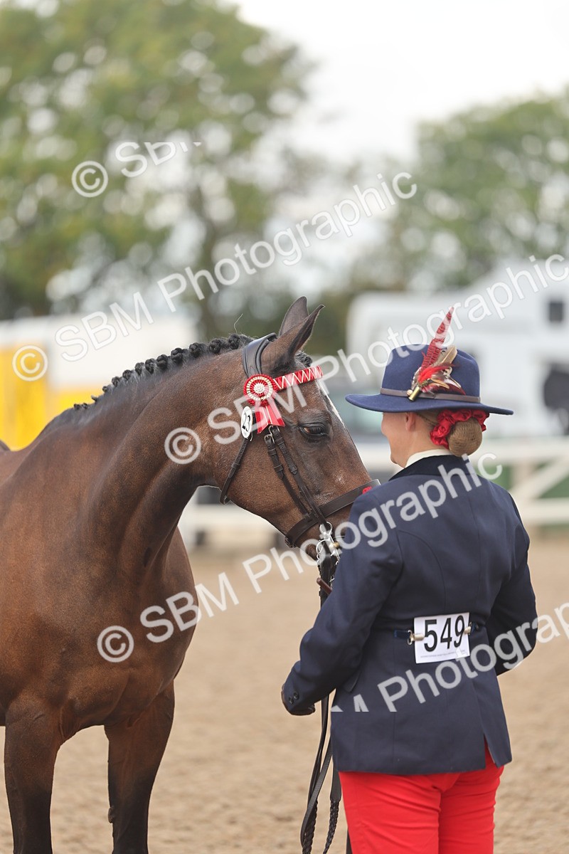 SBM_04359 - Class 17 - Prettiest Mare (IH or Ridden)