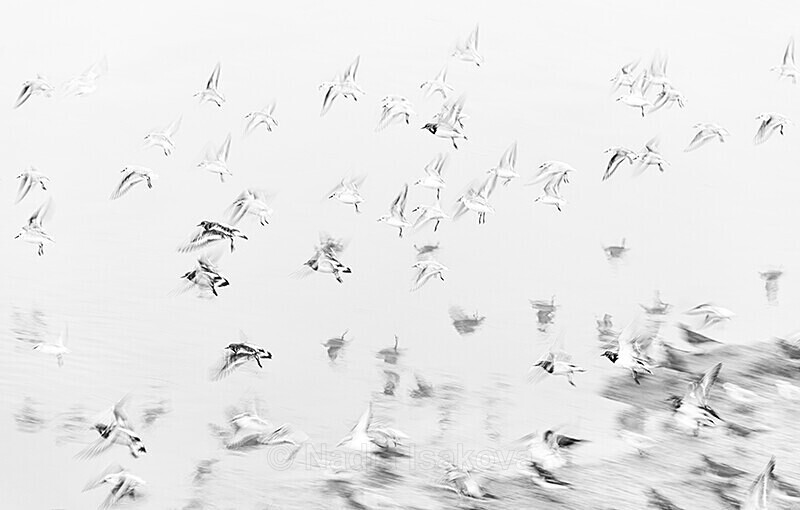  - Black & White