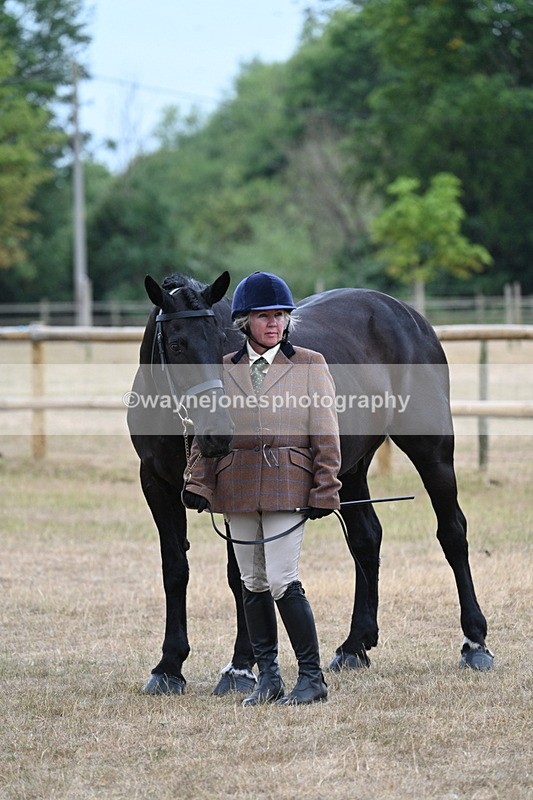 WJ7_9770 - Class 5a Most Handsome Gelding (above 14.2hh)