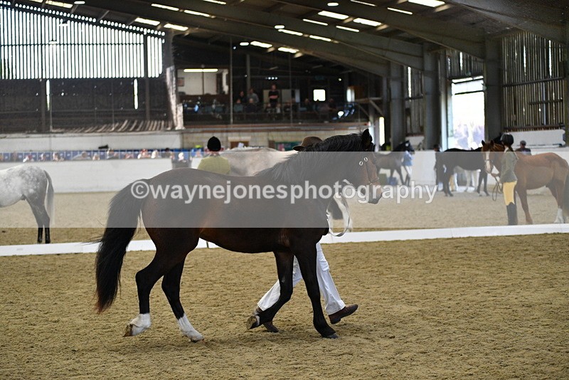 WJ5_4388 - Class 6 In hand M&M - Large Breeds