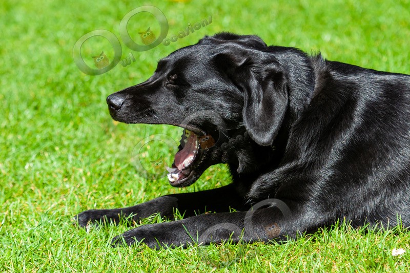 Black Labrador_0308 - Pet Photography