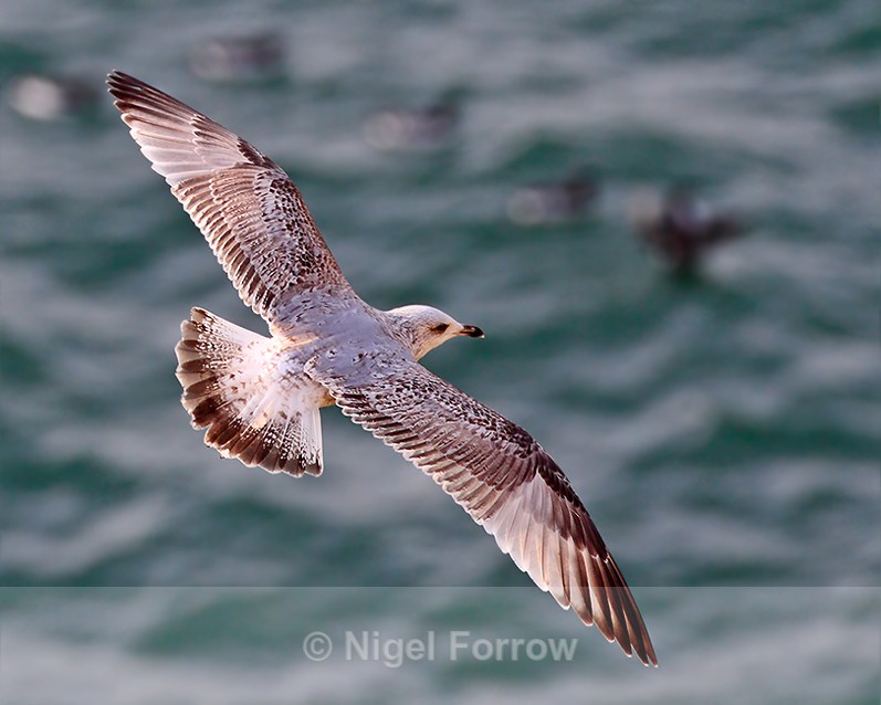 Common Gull (first winter) in flight above Guillemots at Durlston - Common Gull
