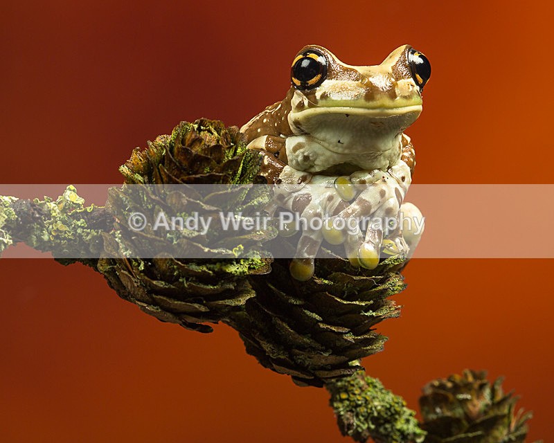 20140325-3K8A9539 - Frogs & Toads